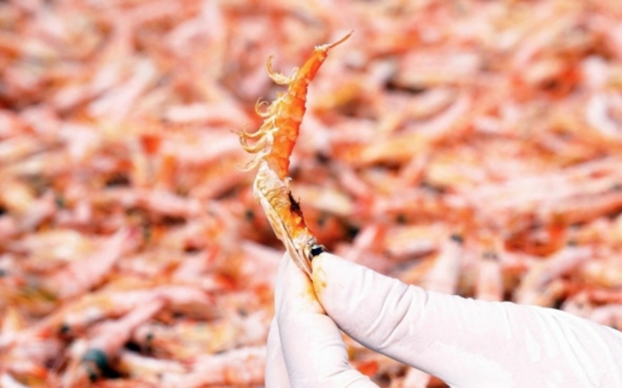 Tôm khô móng chim là một món ăn nổi tiếng của Cà Mau có vị rất ngon. Foodnk sẽ cùng bạn tìm hiểu quy trình sản xuất tôm khô móng chim nhé!