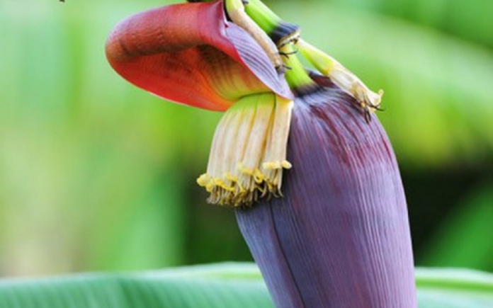 Hoa chuối là nguyên liệu mang hương vị đặc trưng với giá trị dinh dưỡng cao. Foodnk sẽ cùng bạn tìm hiểu về hoa chuối trong ẩm thực nhé!